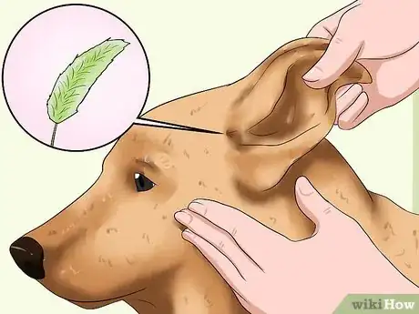 Image titled Remove a "Foxtail" from a Dog's Nose Step 4